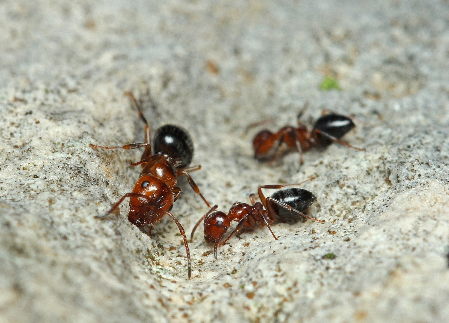 Camponotus_lateralis_workers.jpg