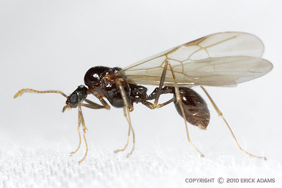 Winged Flat-headed Ant - Aphaenogaster - BugGuide.Net