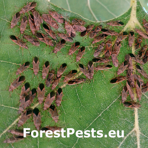 www.forestpests.eu
