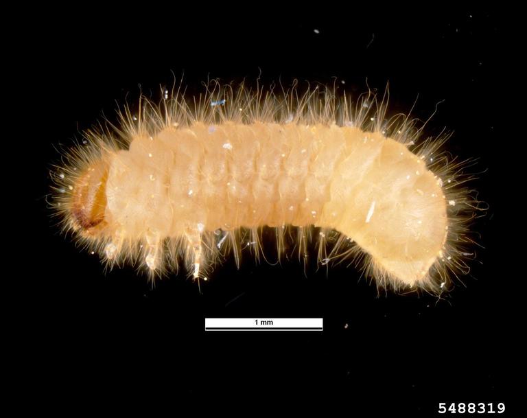 cigarette beetle, Lasioderma serricorne (Coleoptera: Anobiidae) - 5488319