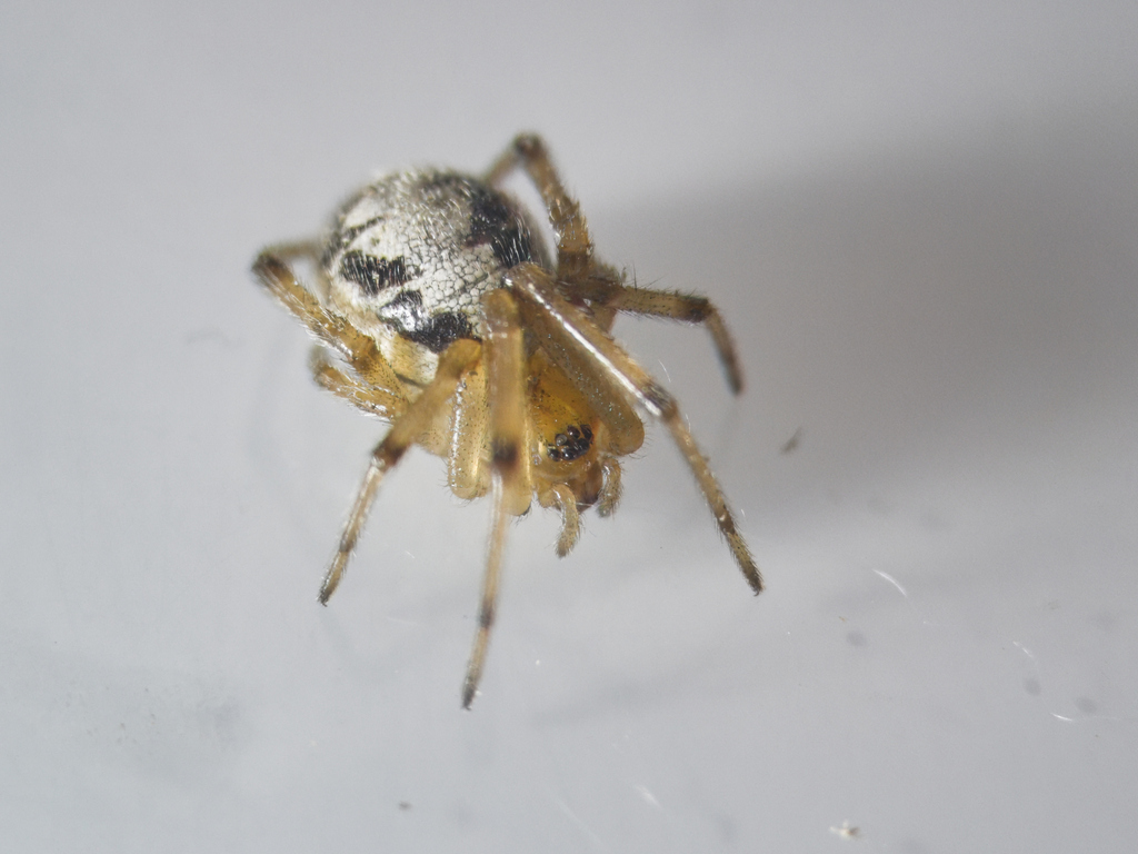 www.inaturalist.org