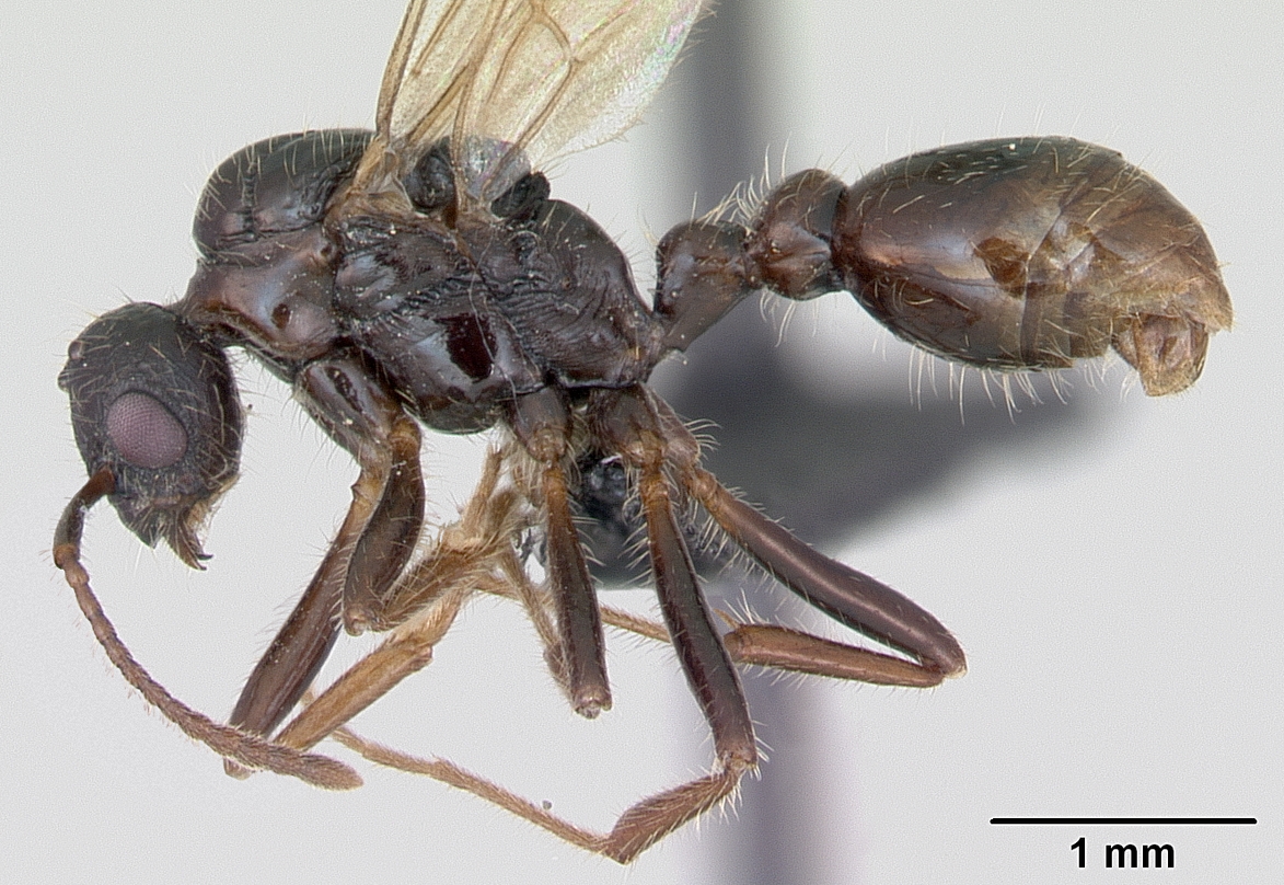 Myrmica_rubra_casent0172751_profile_1.jpg