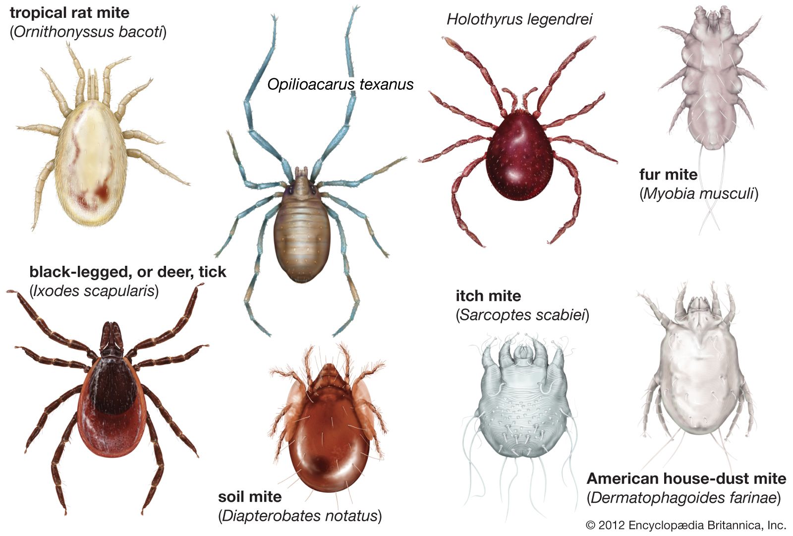 members-subclass-Acari.jpg