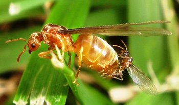 flying-ants.jpg