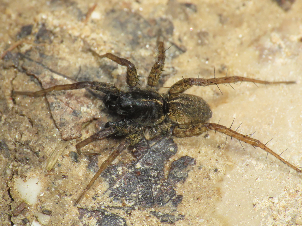 www.inaturalist.org