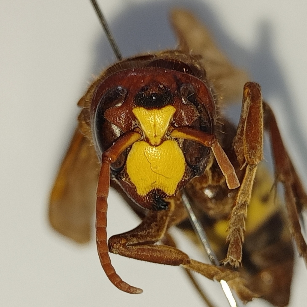 www.inaturalist.org
