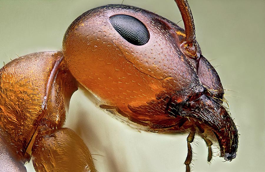 2-ant-head-nicolas-reusens.jpg