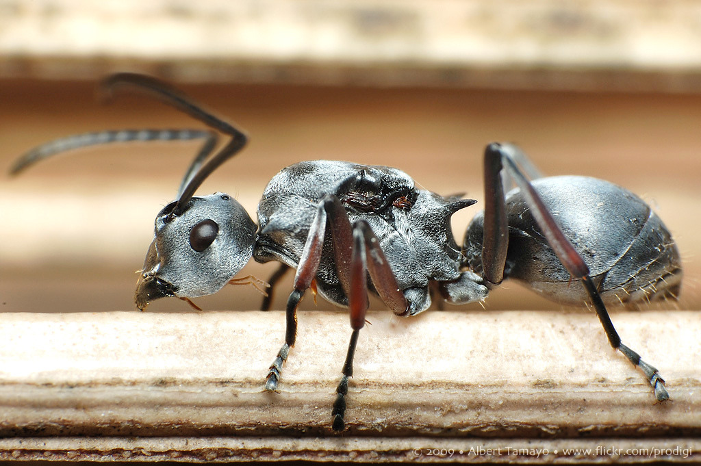 saharan-ants.jpg