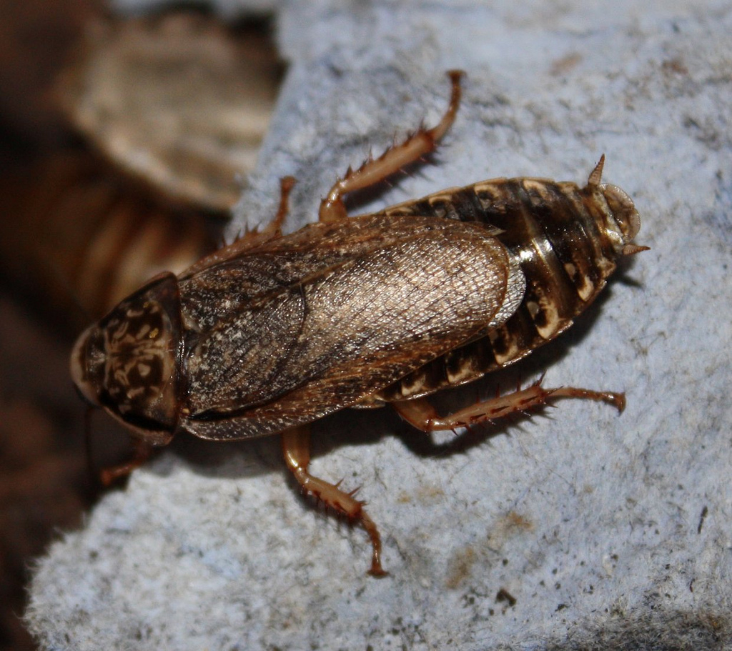 Nauphoeta_cinerea_raised_in_captivity.jpg