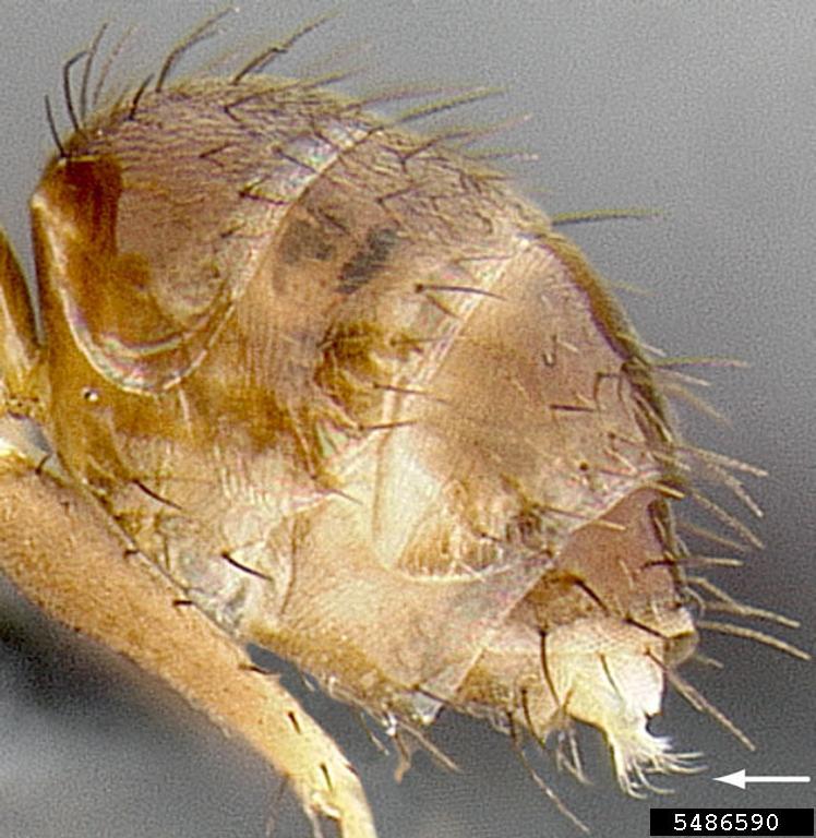 www.insectimages.org