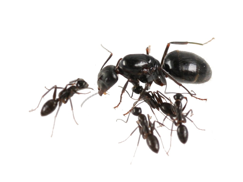 camponotus_aethiops.jpg