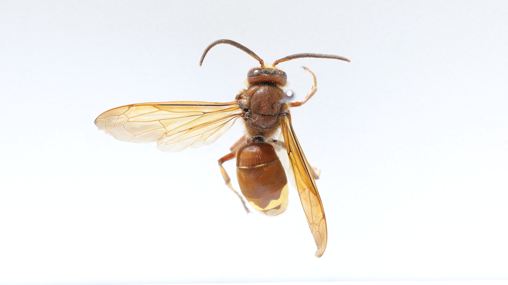 www.inaturalist.org