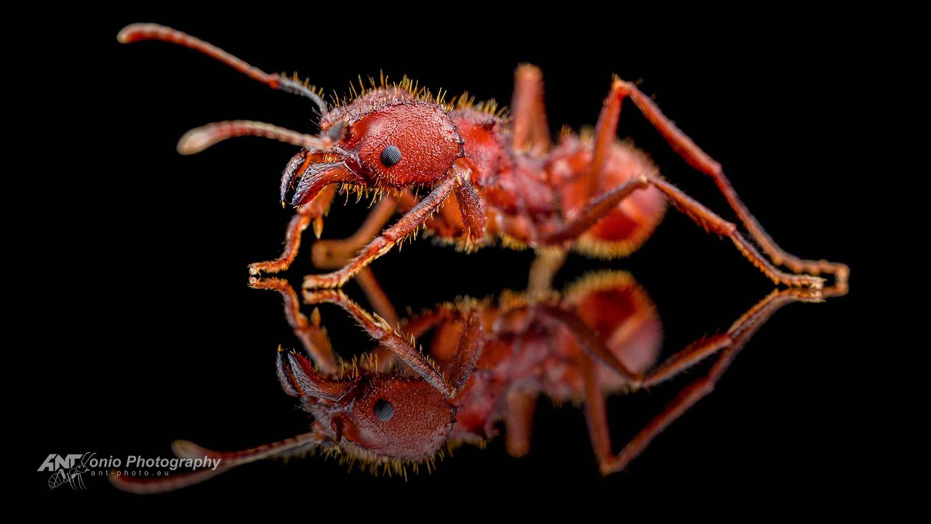 ant-photo.eu