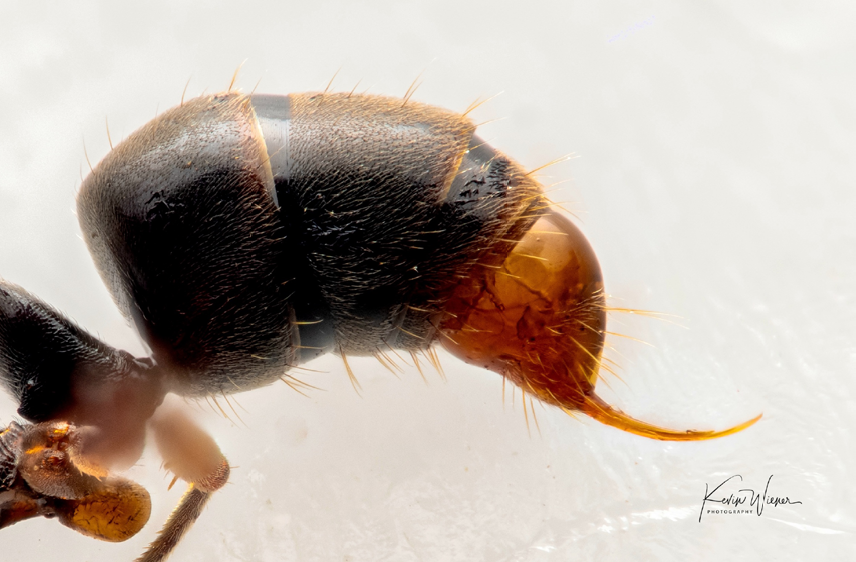 Asian-ant-stinger.png