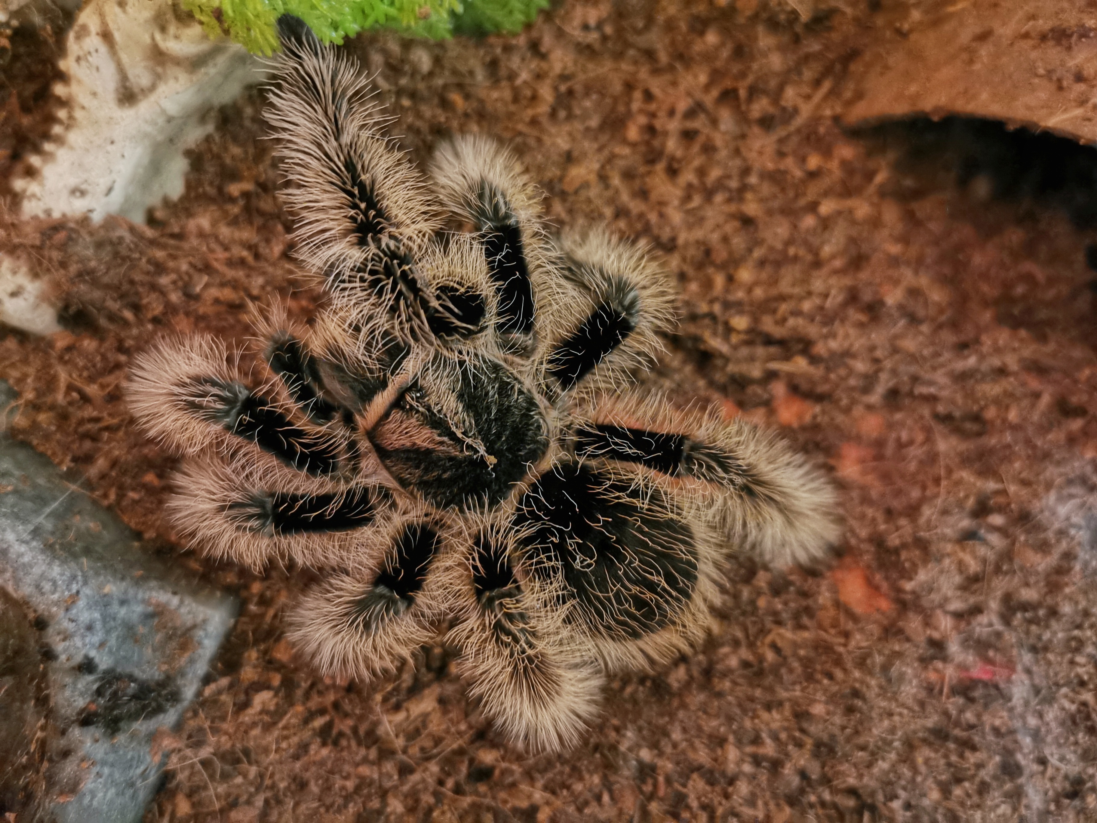Tliltocatl albopilosus. Брахипельма альбопилозум Никарагуа. Паук Brachypelma albopilosum. Паук птицеед Brachypelma albopilosum. Паук Брахипельма альбопилосум Никарагуа.