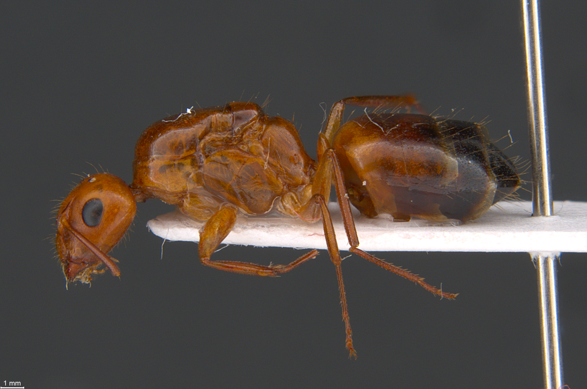 Camponotus jaliensis
