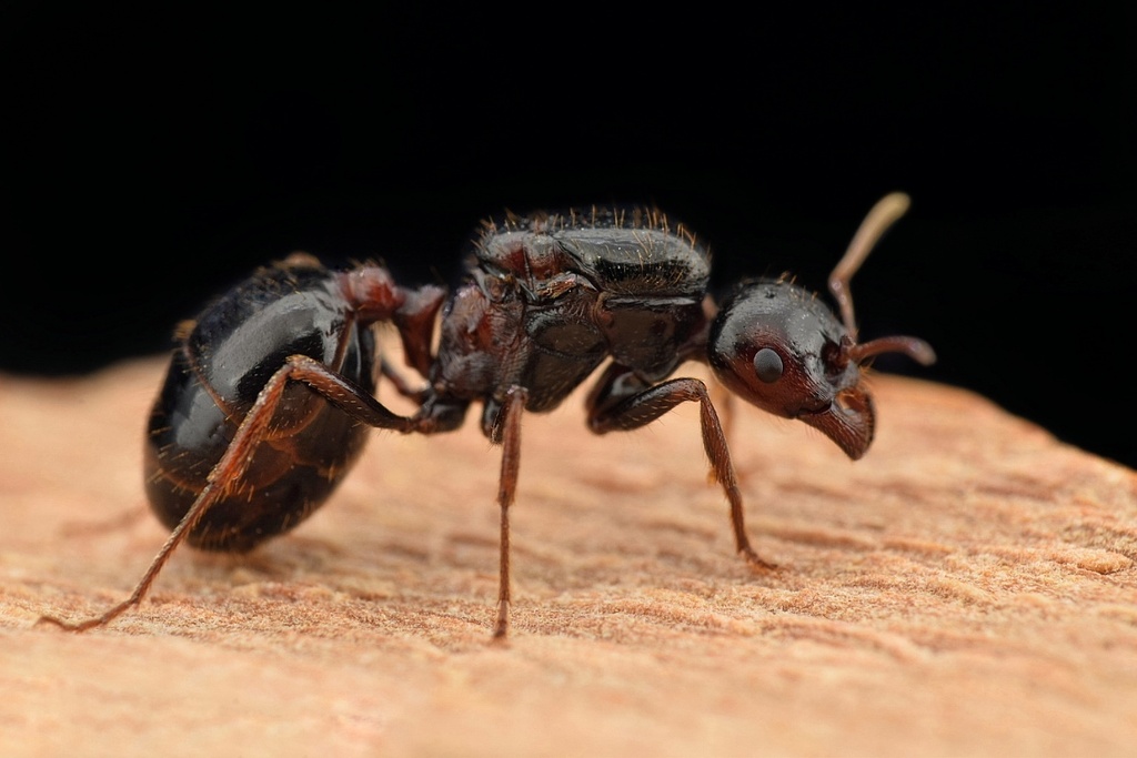www.inaturalist.org