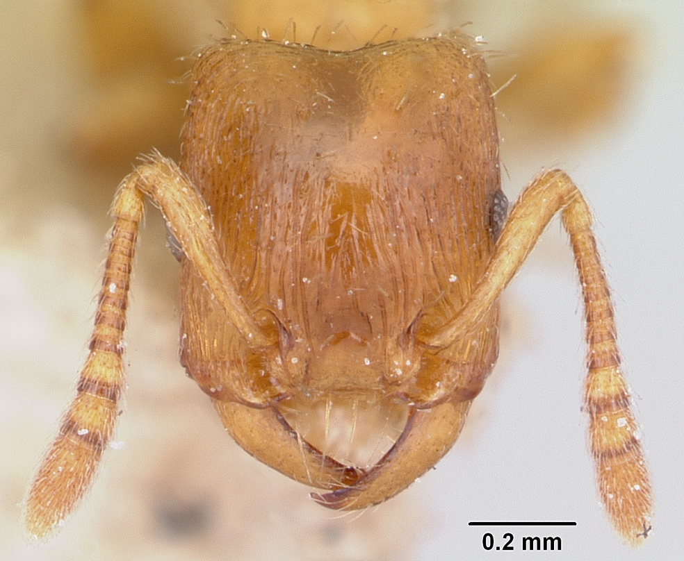 Strongylognathus_testaceus_casent0103240_head_1.jpg