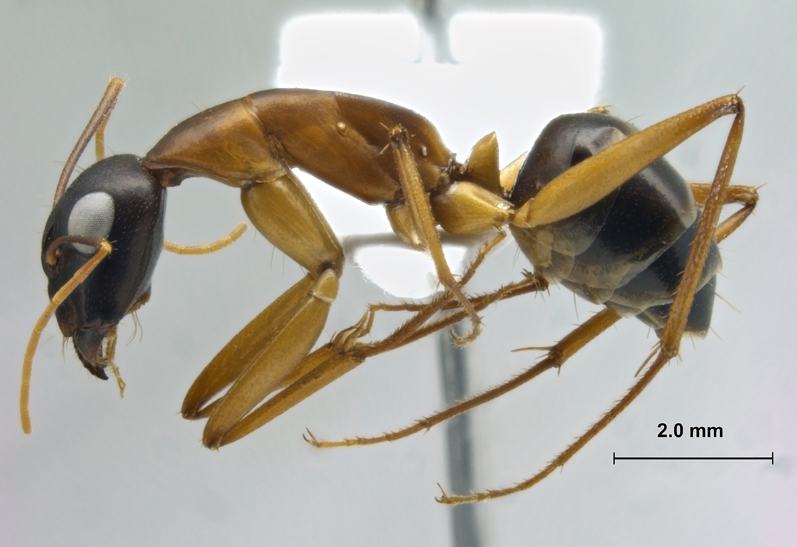 camponotus-oasium-lateral-am-lg.jpg