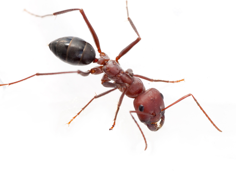 Ants Kalytta - Cataglyphis nodus