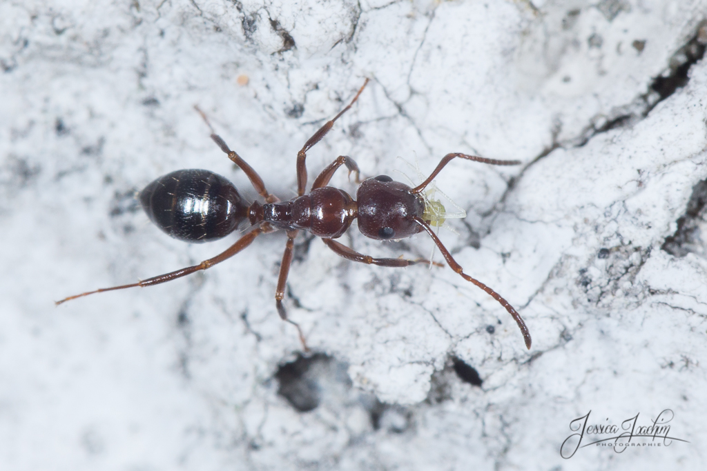 İnternette camponotus lateralis yazınca çıkan görsellerden biri