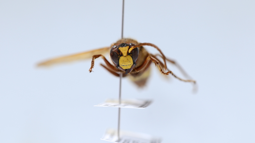 www.inaturalist.org