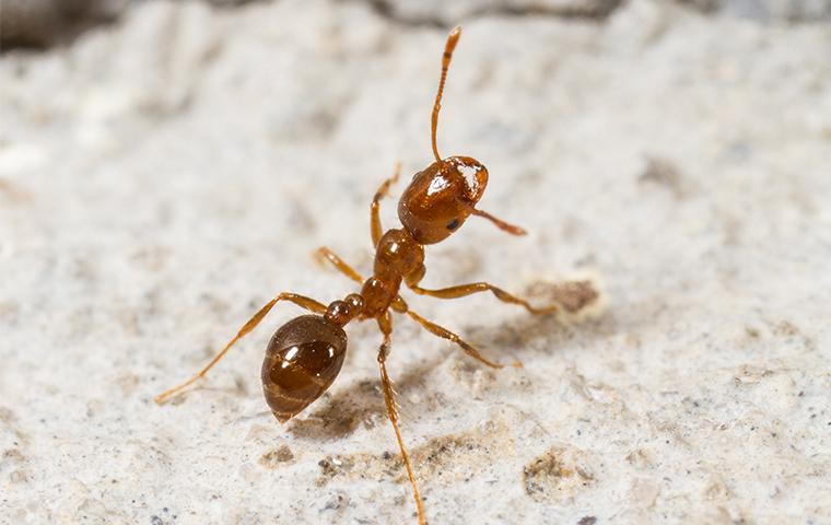 fire-ant-up-close.jpg