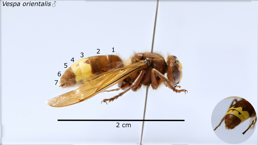 www.inaturalist.org