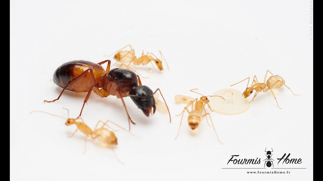 Camponotus sanctus yellow FOURMISHOME - YouTube