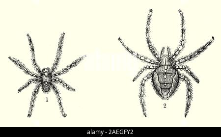 Male (1) and female (2) of the spider species Araneus diadematus, commonly  called the European garden spider, (also found in North America), diadem  spider, orangie, cross spider and crowned orb weaver. It