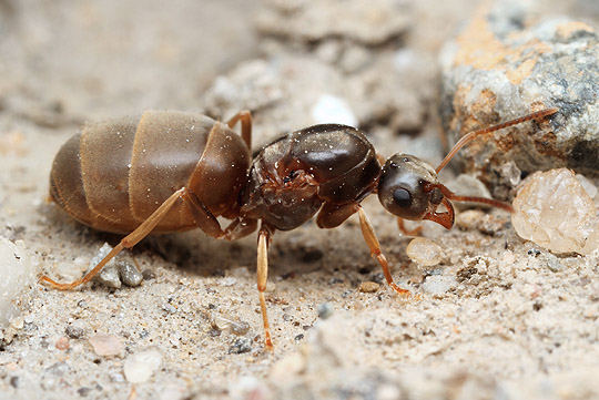 Amerika - Lasius Neoniger | Karınca Dünyası Forum