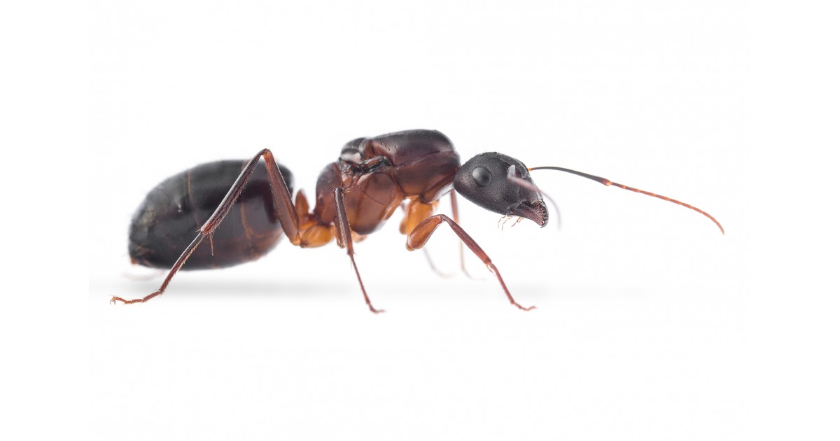 Queen of Camponotus barbaricus (with eggs) Ants Free Anthouse