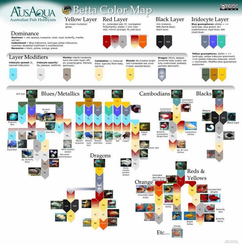 www.ingloriousbettas.com