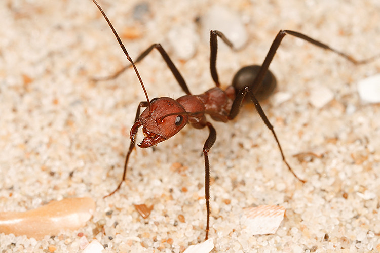 Cataglyphis kurdistanica - red form | Iran | Hugo Darras | Flickr