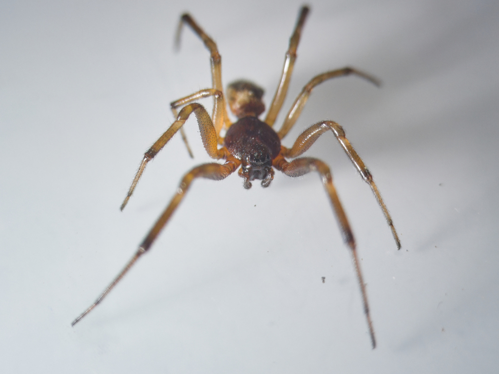 www.inaturalist.org