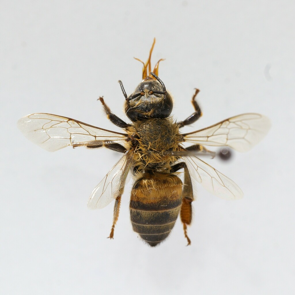 www.inaturalist.org