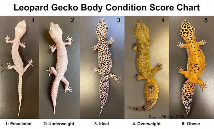 r/leopardgeckos - General weight chart I found,seems to have all adults to help see where your gecko is at