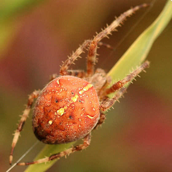 Orange Spider - Araneus diadematus - female