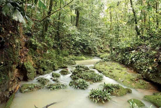 stream-Amazon-Rainforest-Ecuador.jpg