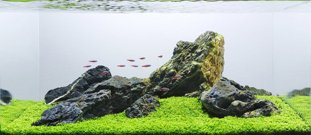 iwagumi-aquascape-2.jpg