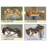arthropod-systematics.arphahub.com