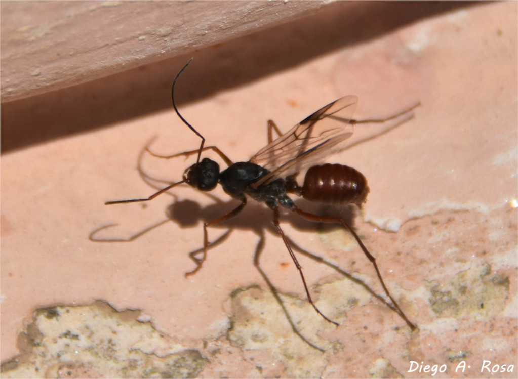 Desert Ant (Cataglyphis nodus) - EcoRegistros