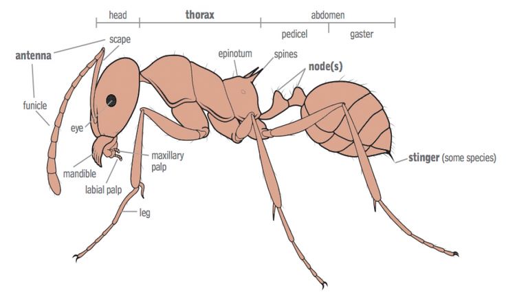 ant anatomy #Ant | Animal behavior, Ants, Sketch book