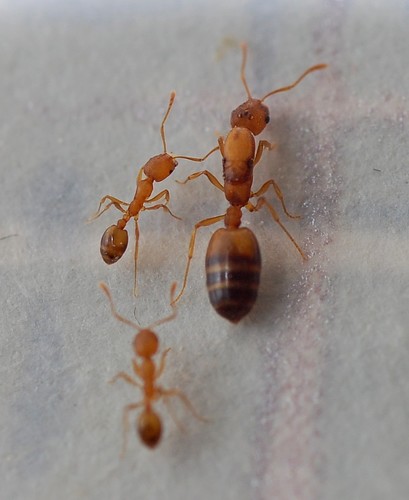 www.inaturalist.org