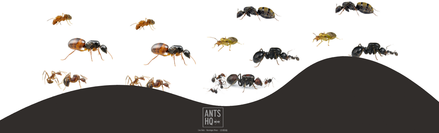 www.antshq.co.uk
