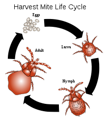 220px-Harvest_mite_cycle.svg.png