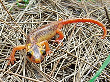 220px-Anatolia_Lycian_salamander_imported_from_iNaturalist_photo_181031301_on_6_August_2022.jpg